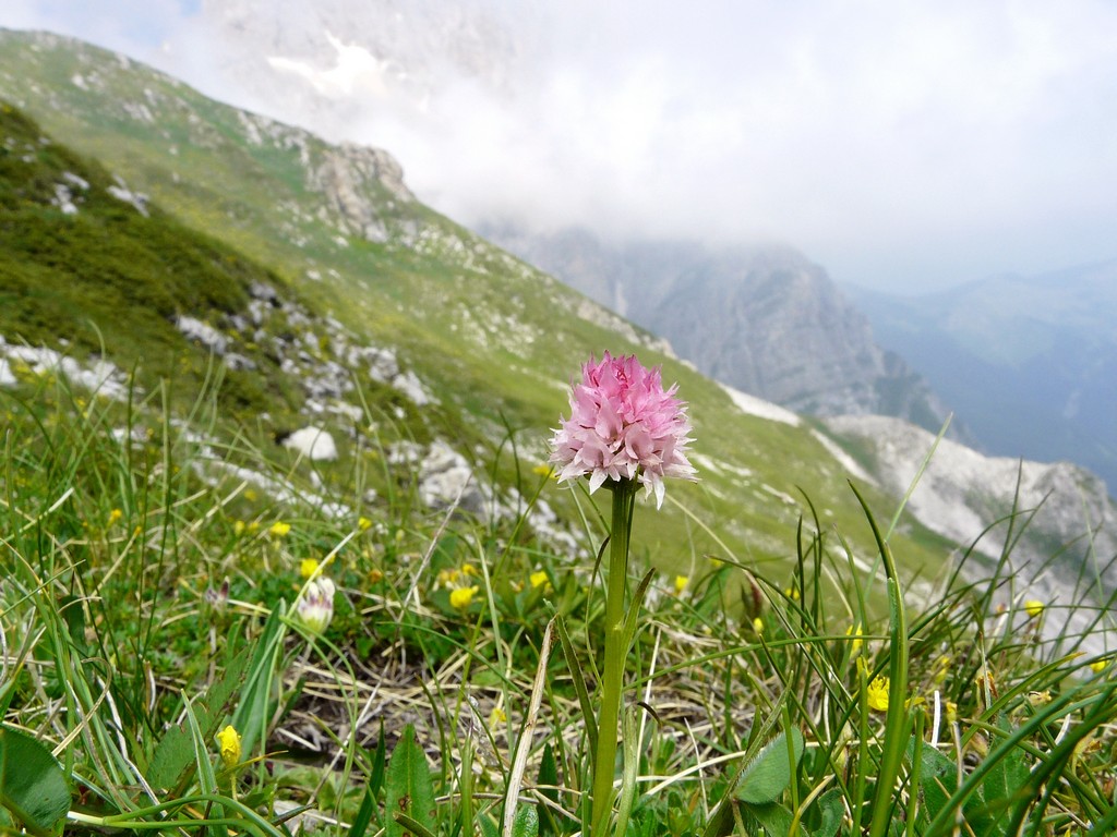 Il Gran Sasso e le orchidee - il mio omaggio al Gigante dellAppennino.